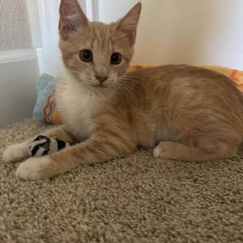 Rescue Domestic Short Hair Cats for Adoption in Morgan Hill, California - Kit | PetCurious
