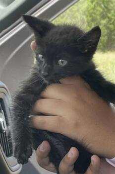 YETI -  Domestic Short Hair Cat Available for Adoption in Killeen, Texas - YETI | PetCurious