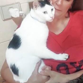 Rescue Turkish Van Cats for Adoption in Mississauga, Ontario - Everybody Loves Mark | PetCurious