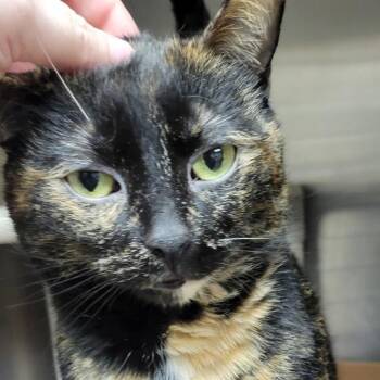 Domestic Short Hair Cats Available for Adoption - Fendi | PetCurious