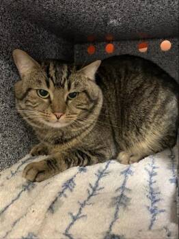 BURKE -  Domestic Short Hair Cat for Adoption in Fairbanks, Alaska - BURKE | PetCurious