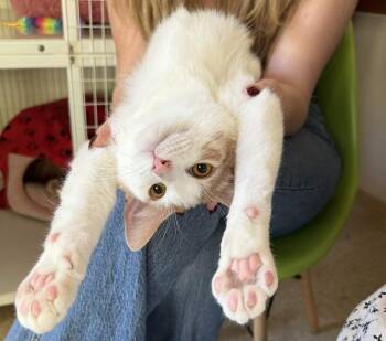 Domestic Medium Hair Cats Available for Adoption - Shark Boy | PetCurious