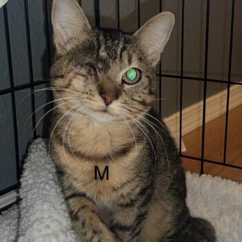 Solo -  Domestic Short Hair Cat for Adoption in Spokane, Washington - Solo | PetCurious