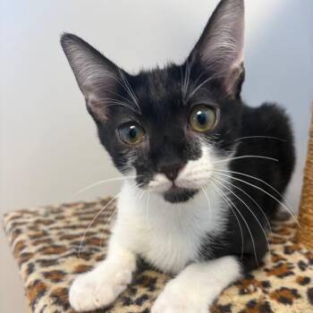 Chicken Cutlet - Bonded with Walnut -  Domestic Short Hair Cat for Adoption in Naperville, Illinois - Chicken Cutlet - Bonded With Walnut | PetCurious