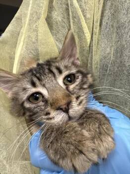 LOVE BUG -  Domestic Short Hair Cat for Adoption in Las Vegas, Nevada - LOVE BUG | PetCurious
