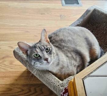 Fog -  Domestic Short Hair Cat for Adoption in Lincoln, Nebraska - Fog | PetCurious