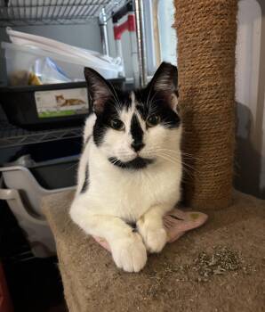 Rescue Domestic Short Hair Cats for Adoption in Philadelphia, Pennsylvania - River Ruby | PetCurious