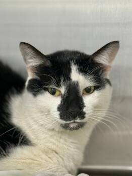 Rescue Domestic Short Hair Cats for Adoption in West Chester, Pennsylvania - Honda | PetCurious