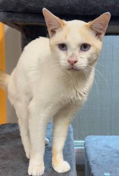 Domestic Short Hair Cats Available for Adoption - James Webb | PetCurious