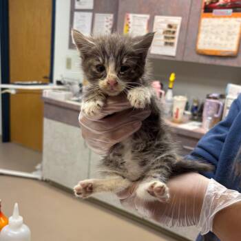 Asteroid -  Domestic Short Hair Cat for Adoption in Newark, New Jersey - Asteroid | PetCurious