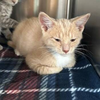 Pancake -  Domestic Short Hair Cat for Adoption in Knoxville, Tennessee - Pancake | PetCurious