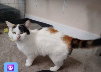 Rescue Calico Cats for Adoption in Walworth, Wisconsin - Peace | PetCurious