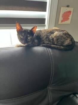 Domestic Short Hair Cats Available for Adoption in Cincinnati, Ohio - Cleo | PetCurious