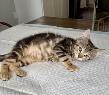 Peppy -  Domestic Short Hair Cat for Adoption in East Amherst, New York - Peppy | PetCurious
