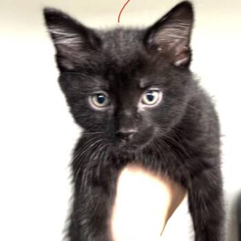 Scarecrow 22901 -  Domestic Short Hair Cat for Adoption in Minneapolis, Minnesota - Scarecrow 22901 | PetCurious