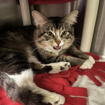 Domestic Short Hair Cats Available for Adoption - Reginald Chatsworth | PetCurious