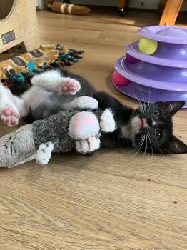 Soju -  Domestic Short Hair Cat for Adoption in Evans, Georgia - Soju | PetCurious