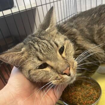 Hagrid -  Domestic Medium Hair Cat for Adoption in Port Charlotte, Florida - Hagrid | PetCurious