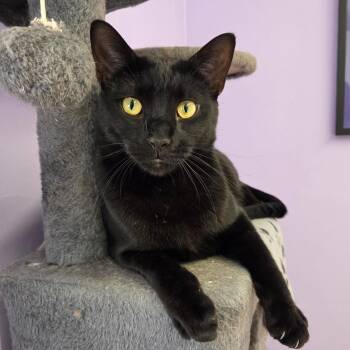 Sheldon -  Domestic Short Hair Cat for Adoption in Warwick, Rhode Island - Sheldon | PetCurious
