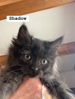 Shadow -  Domestic Long Hair and Maine Coon Cat for Adoption in Washington Township, New Jersey - Shadow | PetCurious