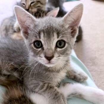 Zest 20 -  Domestic Short Hair Cat for Adoption in Austin, Texas - Zest 20 | PetCurious