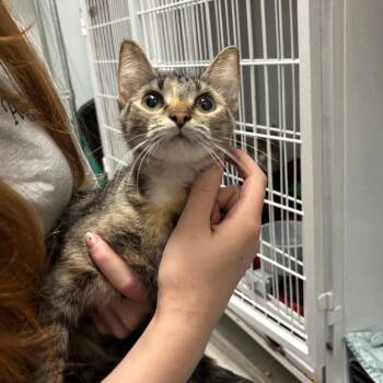 scooby -  Domestic Short Hair Cat for Adoption in Franklin, North Carolina - Scooby | PetCurious