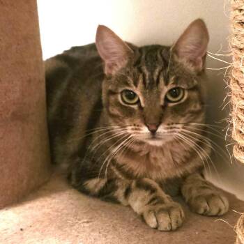 Rescue Domestic Short Hair Cats for Adoption in Calgary, Alberta - Bubbles | PetCurious