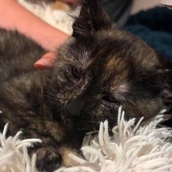Bobbie -  Domestic Short Hair and Manx Cat for Adoption in Granby, Missouri - Bobbie | PetCurious