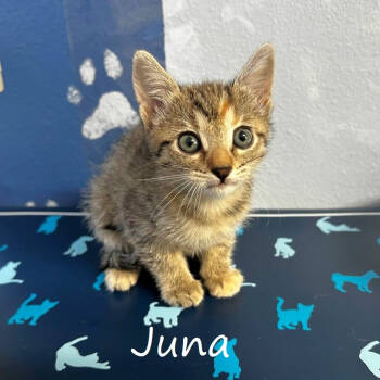 Rescue Domestic Short Hair Cats for Adoption in Yucaipa, California - Juna | PetCurious