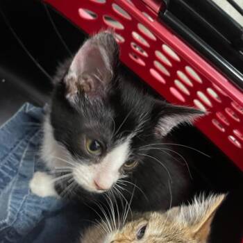 Rescue Domestic Short Hair Cats for Adoption in Des Moines, Iowa - Tyrese | PetCurious