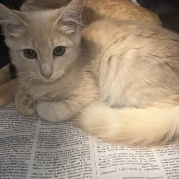 Maxwell 1 -  Domestic Short Hair Cat for Adoption in Montgomery, Alabama - Maxwell 1 | PetCurious