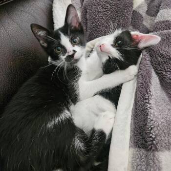 Eli (C000-096) -  Domestic Short Hair Cat for Adoption in Chino Hills, California - Eli (C000-096) | PetCurious
