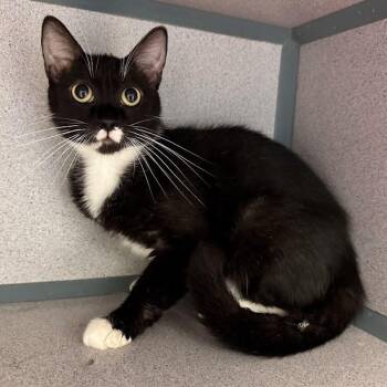 Pisces -  Domestic Short Hair Cat for Adoption in Waterloo, Iowa - Pisces | PetCurious