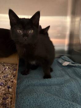 Domestic Short Hair Cats Available for Adoption - Whisper | PetCurious