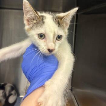 Waning -  Domestic Short Hair Cat for Adoption in Greensboro, North Carolina - Waning | PetCurious