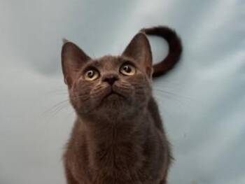 Bing Bong -  Domestic Short Hair Cat for Adoption in Golden Valley, Minnesota - Bing Bong | PetCurious