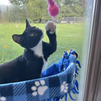 Dunkin -  Domestic Short Hair Cat for Adoption in Owosso, Michigan - Dunkin | PetCurious