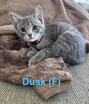 Dusk -  Domestic Short Hair Cat Available for Adoption in Clarksville, Tennessee - Dusk | PetCurious