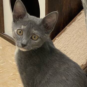 Rescue Domestic Short Hair Cats for Adoption in Greensboro, Georgia - Raven | PetCurious