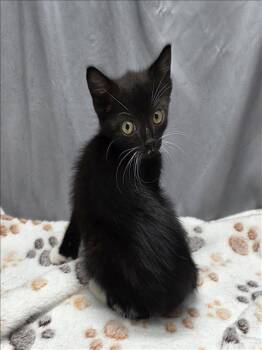 Rescue Domestic Short Hair Cats for Adoption in Grovetown, Georgia - A118565 | PetCurious