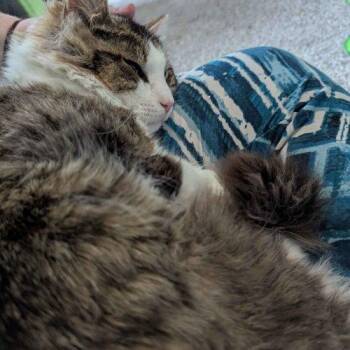 Domestic Medium Hair Cats Available for Adoption in Seven Valleys, Pennsylvania - Soleo | PetCurious