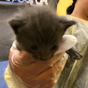 Elias -  Domestic Short Hair Cat for Adoption in Newark, New Jersey - Elias | PetCurious