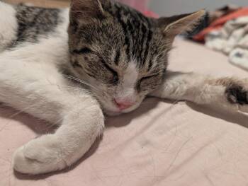 Domestic Short Hair Cats Available for Adoption in Chicago, Illinois - Layla | PetCurious