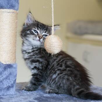 Pinecone -  Domestic Short Hair Cat for Adoption in St. Ignace, Michigan - Pinecone | PetCurious