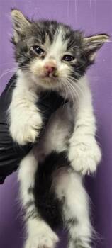 61606754 -  Domestic Short Hair Cat for Adoption in El Paso, Texas - 61606754 | PetCurious