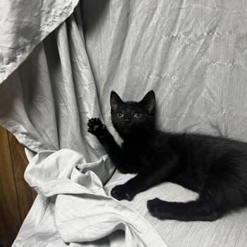 Onyx -  Domestic Short Hair Cat for Adoption in Raleigh, North Carolina - Onyx | PetCurious