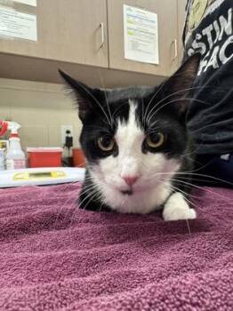 Reginald -  Domestic Short Hair Cat for Adoption in Fishers, Indiana - Reginald | PetCurious
