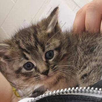 Domestic Medium Hair Cats Available for Adoption in Corpus Christi, Texas - Firefly | PetCurious