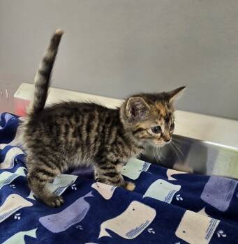 Rescue Domestic Short Hair Cats for Adoption in Dickson, Tennessee - Cassie | PetCurious