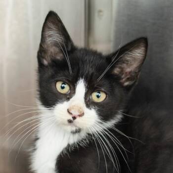 Meyerson -  Domestic Short Hair Cat for Adoption in Middletown, Rhode Island - Meyerson | PetCurious